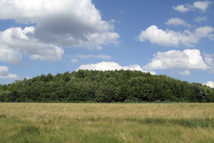 Eine Grüne Wiese mit einem Wald im Hintergrund, der Himmel ist blau und leicht bewölkt